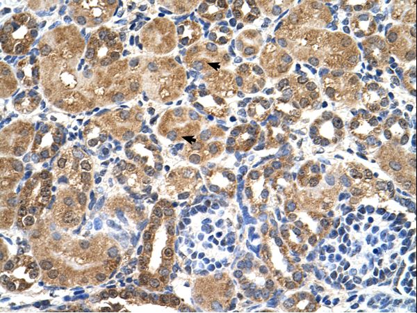 STK3 Antibody - STK3 antibody STK3(serine/threonine kinase 3 (STE20 homolog, yeast)) Antibody was used in IHC to stain formalin-fixed, paraffin-embedded human kidney.  This image was taken for the unconjugated form of this product. Other forms have not been tested.