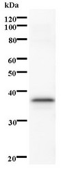 STK3 Antibody - Western blot of immunized recombinant protein using STK3 antibody.