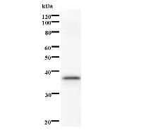 STK3 Antibody - Western blot analysis of immunized recombinant protein, using anti-STK3 monoclonal antibody.