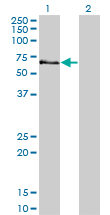 STK3 Antibody - Western blot of STK3 expression in transfected 293T cell line by STK3 monoclonal antibody (M13), clone 4F7.