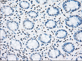 STK3 Antibody - IHC of paraffin-embedded colon tissue using anti-STK3 mouse monoclonal antibody. (Dilution 1:50).