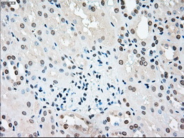 STK3 Antibody - IHC of paraffin-embedded Kidney tissue using anti-STK3 mouse monoclonal antibody. (Dilution 1:50).
