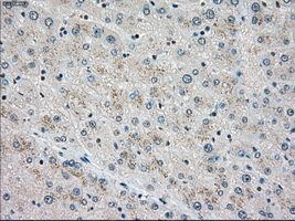 STK3 Antibody - IHC of paraffin-embedded liver tissue using anti-STK3 mouse monoclonal antibody. (Dilution 1:50).