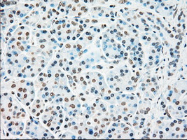 STK3 Antibody - IHC of paraffin-embedded pancreas tissue using anti-STK3 mouse monoclonal antibody. (Dilution 1:50).