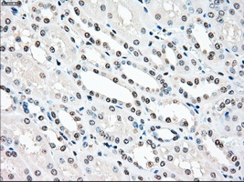 STK3 Antibody - Immunohistochemical staining of paraffin-embedded Kidney tissue using anti-STK3 mouse monoclonal antibody. (Dilution 1:50).