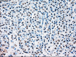STK3 Antibody - Immunohistochemical staining of paraffin-embedded pancreas tissue using anti-STK3 mouse monoclonal antibody. (Dilution 1:50).
