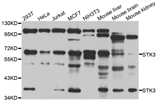 STK3 Antibody - Western blot analysis of extracts of various cell lines.