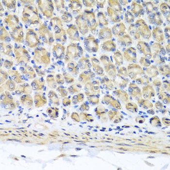 STK3 Antibody - Immunohistochemistry of paraffin-embedded mouse stomach tissue.