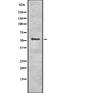STK3 Antibody - Western blot analysis of Krs-1/2 using NIH-3T3 whole cells lysates