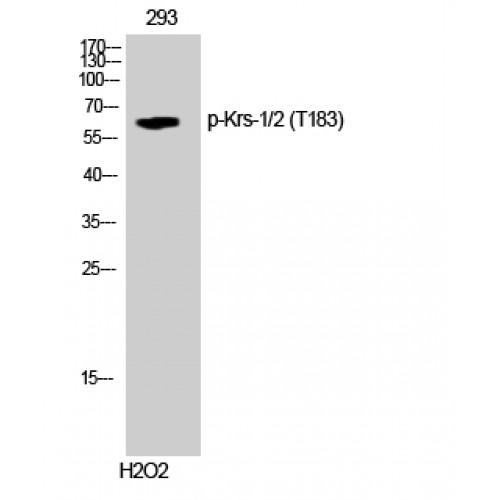 STK3 / STK4 Antibody - Western blot of Phospho-Krs-1/2 (T183) antibody