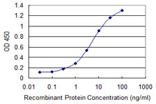 STK31 Antibody - Detection limit for recombinant GST tagged STK31 is 0.1 ng/ml as a capture antibody.