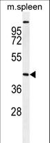 STK32A Antibody - STK32A Antibody western blot of mouse spleen tissue lysates (35 ug/lane). The STK32A antibody detected the STK32A protein (arrow).