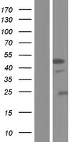 STK32A Protein - Western validation with an anti-DDK antibody * L: Control HEK293 lysate R: Over-expression lysate