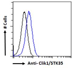 STK35 Antibody - Clik1 / STK35 antibody flow cytometric analysis of paraformaldehyde fixed HEK293 cells (blue line), permeabilized with 0.5% Triton. Primary incubation 1hr (10ug/ml) followed by Alexa Fluor 488 secondary antibody (1ug/ml). IgG control: Unimmunized goat IgG (black line) followed by Alexa Fluor 488 secondary antibody.