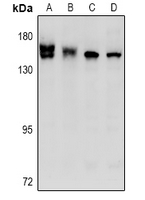 STK36 Antibody - Western blot analysis of STK36 expression in mouse testis (A), rat testis (B), LO2 (C), A549 (D) whole cell lysates.
