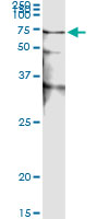 STK38 Antibody - Immunoprecipitation of STK38 transfected lysate using anti-STK38 monoclonal antibody and Protein A Magnetic Bead.