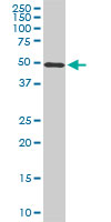 STK38 Antibody - STK38 monoclonal antibody (M02), clone 3A5. Western blot of STK38 expression in NIH/3T3.
