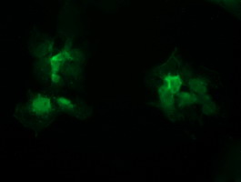 STK38L / NDR2 Antibody - Anti-STK38L mouse monoclonal antibody immunofluorescent staining of COS7 cells transiently transfected by pCMV6-ENTRY STK38L.