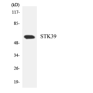 STK39 / SPAK Antibody - Western blot analysis of the lysates from RAW264.7cells using STK39 antibody.