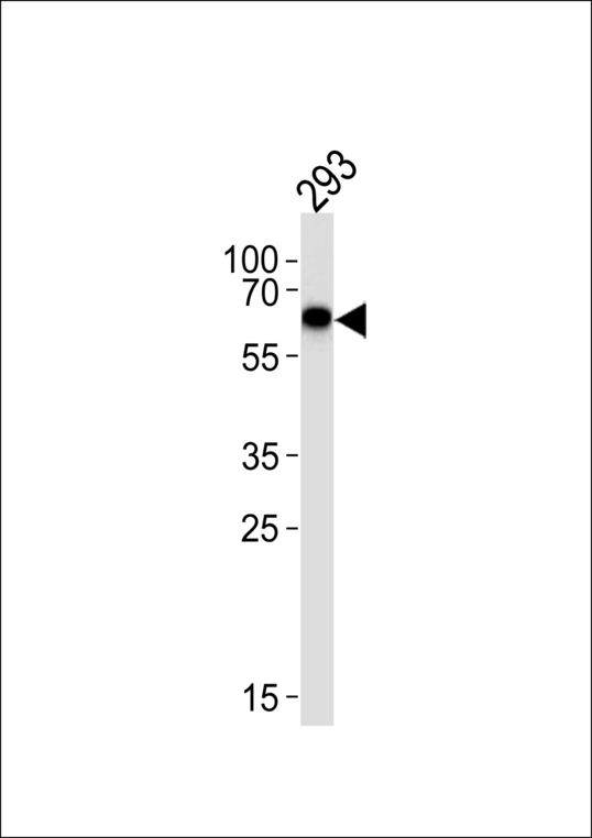 STK39 / SPAK Antibody - Western blot of lysate from 293 cell line, using SPAK Antibody (A363). Antibody was diluted at 1:1000 at each lane. A goat anti-rabbit IgG H&L (HRP) at 1:5000 dilution was used as the secondary antibody. Lysate at 35ug.