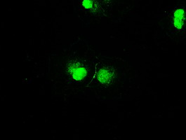 STK39 / SPAK Antibody - Anti-STK39 mouse monoclonal antibody  immunofluorescent staining of COS7 cells transiently transfected by pCMV6-ENTRY STK39.