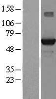 STK39 / SPAK Protein - Western validation with an anti-DDK antibody * L: Control HEK293 lysate R: Over-expression lysate