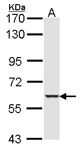 STK4 Antibody - Sample (30 ug of whole cell lysate). A: Hep G2 . 7.5% SDS PAGE. STK4 antibody. STK4 antibody diluted at 1:1000.