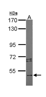 STK4 Antibody - Sample (50 ug of whole cell lysate). A: Mouse brain. 7.5% SDS PAGE. STK4 antibody diluted at 1:2000.