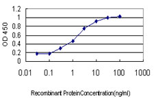 STK4 Antibody - Detection limit for recombinant GST tagged STK4 is approximately 0.03 ng/ml as a capture antibody.
