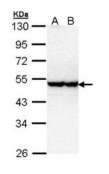 STK40 Antibody - Sample (30 ug of whole cell lysate). A: Hela, B: Hep G2 . 10% SDS PAGE. STK40 antibody diluted at 1:1000.