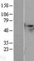 STK40 Protein - Western validation with an anti-DDK antibody * L: Control HEK293 lysate R: Over-expression lysate