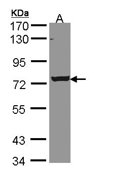STKLD1 / SgK071 Antibody - Sample (30 ug of whole cell lysate). A: A431 . 7.5% SDS PAGE. C9orf96 antibody diluted at 1:5000