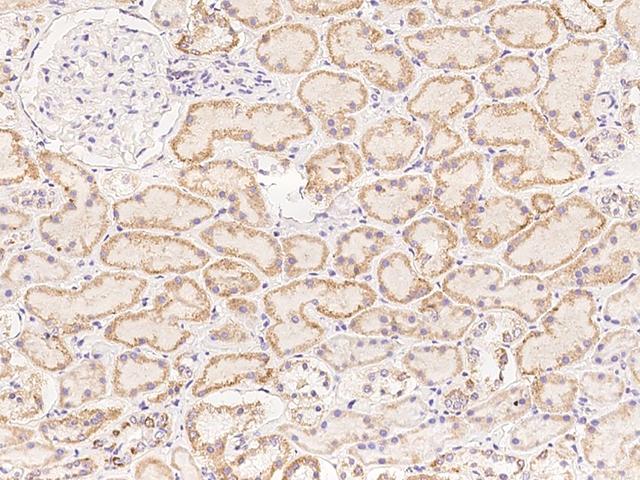 STKLD1 / SgK071 Antibody - Immunochemical staining of human C9orf96 in human kidney with rabbit polyclonal antibody at 1:300 dilution, formalin-fixed paraffin embedded sections.
