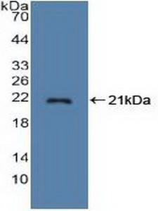STMN1 / Stathmin / LAG Antibody - Western Blot; Sample: Recombinant STMN1, Human.