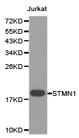STMN1 / Stathmin / LAG Antibody - Western blot of extracts of Jurkat cell lines, using STMN1 antibody.