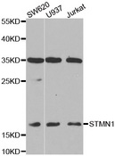 STMN1 / Stathmin / LAG Antibody - Western blot analysis of extracts of various cell lines.