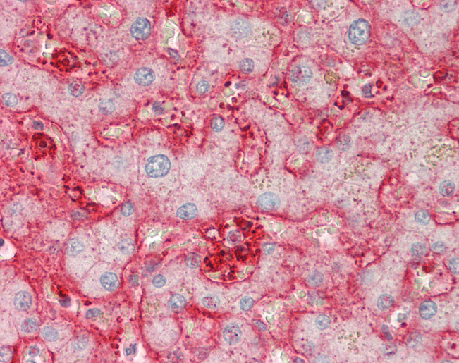 STOM / Stomatin Antibody - Human Liver: Formalin-Fixed, Paraffin-Embedded (FFPE).  This image was taken for the unconjugated form of this product. Other forms have not been tested.