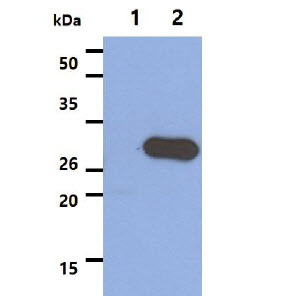 STOM / Stomatin Antibody - The cell lysates of HeLa (40ug) were resolved by SDS-PAGE, transferred to PVDF membrane and probed with anti-human STOM antibody (1:1000). Proteins were visualized using a goat anti-mouse secondary antibody conjugated to HRP and an ECL detection system. The Cell lysates (20ug) were resolved by SDS-PAGE, transferred to PVDF membrane and probed with anti-human STOM antibody (1:1000). Proteins were visualized using a goat anti-mouse secondary antibody conjugated to HRP and an ECL detection system. Lane 1.: 293T cell lysate Lane 2.: STOM Transfected 293T cell lysate