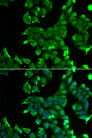 STOM / Stomatin Antibody - Immunofluorescence analysis of HeLa cells.