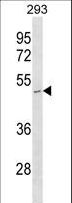STOML1 Antibody - STOML1 Antibody western blot of 293 cell line lysates (35 ug/lane). The STOML1 antibody detected the STOML1 protein (arrow).
