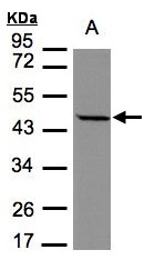 STOML1 Antibody - Sample (30 ug of whole cell lysate). A: MOLT4. 7.5% SDS PAGE. STOML1 antibody diluted at 1:1000