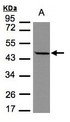 STOML1 Antibody - Sample (30 ug of whole cell lysate). A: MOLT4. 7.5% SDS PAGE. STOML1 antibody diluted at 1:1000