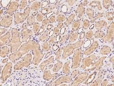 STOML1 Antibody - Immunochemical staining of human STOML1 in human kidney with rabbit polyclonal antibody at 1:100 dilution, formalin-fixed paraffin embedded sections.