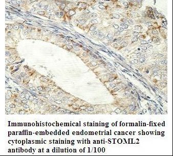 STOML2 Antibody