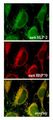 STOML2 Antibody - Endogenous SLP-2 is localized to the mitochondria (Immunocytochemical staining). . Endogenous SLP-2 (green) (up) and endogenous mitochondrial HSP70 (red) (middle) were detected in methanol fixed HeLa cells using anti-SLP-2, pAb (1:100) and a pAb to mitochondrial HSP70, respectively. . Picture courtesy of Dr. Sandrine Da Cruz, University of Geneva.