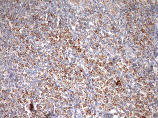 STOML2 Antibody - Immunohistochemical staining of paraffin-embedded Human tonsil within the normal limits using anti-STOML2 mouse monoclonal antibody. (Heat-induced epitope retrieval by Tris-EDTA, pH8.0)(1:150)