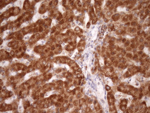 STOML2 Antibody - Immunohistochemical staining of paraffin-embedded Human liver tissue within the normal limits using anti-STOML2 mouse monoclonal antibody. (Heat-induced epitope retrieval by Tris-EDTA, pH8.0)(1:150)