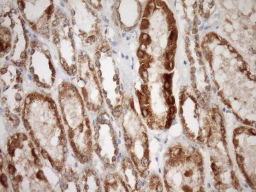 STOML2 Antibody - IHC of paraffin-embedded Human Kidney tissue using anti-STOML2 mouse monoclonal antibody. (Heat-induced epitope retrieval by Tris-EDTA, pH8.0)(1:150).