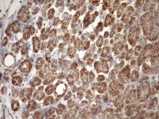 STOML2 Antibody - IHC of paraffin-embedded Human pancreas tissue using anti-STOML2 mouse monoclonal antibody. (Heat-induced epitope retrieval by Tris-EDTA, pH8.0)(1:150).