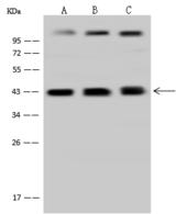 STOML2 Antibody - Anti-STOML2 rabbit polyclonal antibody at 1:500 dilution. Lane A: HeLa Whole Cell Lysate. Lane B: Jurkat Whole Cell Lysate. Lane C: MCF7 Whole Cell Lysate. Lysates/proteins at 30 ug per lane. Secondary: Goat Anti-Rabbit IgG (H+L)/HRP at 1/10000 dilution. Developed using the ECL technique. Performed under reducing conditions. Predicted band size: 39 kDa. Observed band size: 39 kDa. (We are unsure as to the identity of these extra bands.)